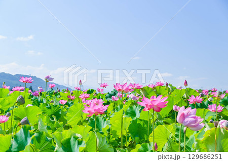 蓮の花　信州安曇野休耕田 129686251