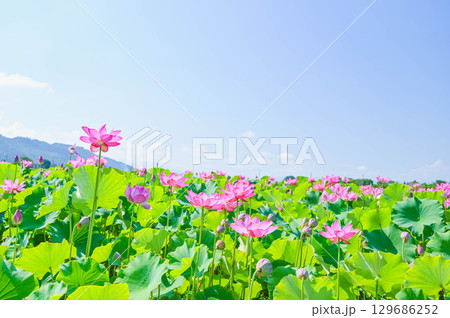 蓮の花 信州安曇野休耕田 蓮の花 信州安曇野休耕田 129686252