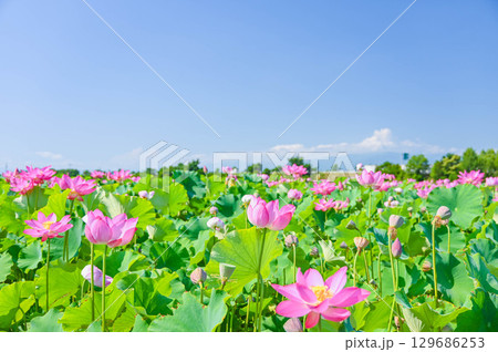 蓮の花　信州安曇野休耕田 129686253