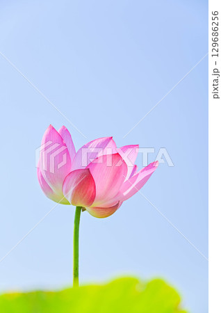 夏に花咲く蓮の花 安曇野 夏に花咲く蓮の花 安曇野 129686256