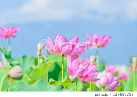 蓮の花 信州安曇野休耕田 蓮の花 信州安曇野休耕田 129686258