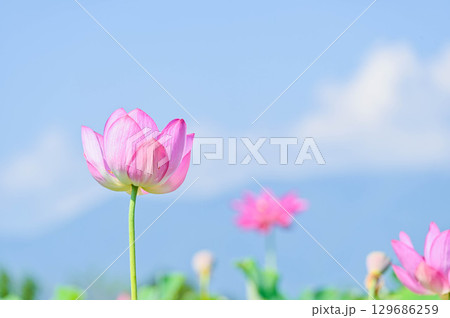 蓮の花 信州安曇野休耕田 蓮の花 信州安曇野休耕田 129686259