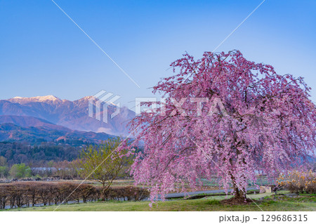 【山梨県北杜市】水車の里公園  桜と南アルプス  早朝 129686315
