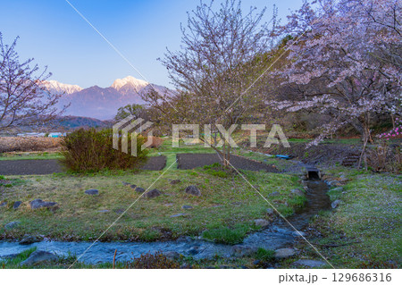 【山梨県北杜市】水車の里公園 桜と南アルプス 早朝 【山梨県北杜市】水車の里公園 桜と南アルプス 早朝 129686316