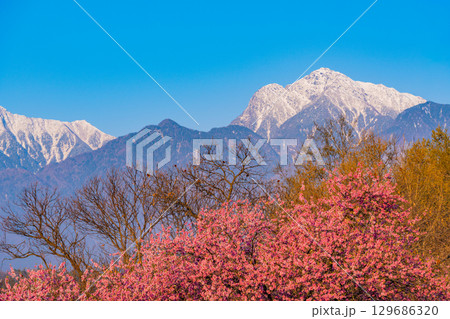 【山梨県北杜市】水車の里公園  桜と南アルプス  早朝 129686320