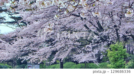 清水公園の桜-72 清水公園の桜-72 129686336