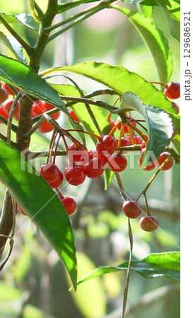 冬の光のなかに優しくつつまれるマンリョウの実　花(12月)実マンリョウ(万両)02V9.16 129686521