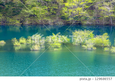 鮮やかな新緑の奥四万湖 鮮やかな新緑の奥四万湖 129686557