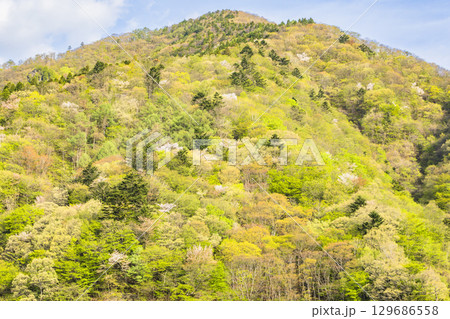 奥四万湖周辺の鮮やかな新緑 129686558