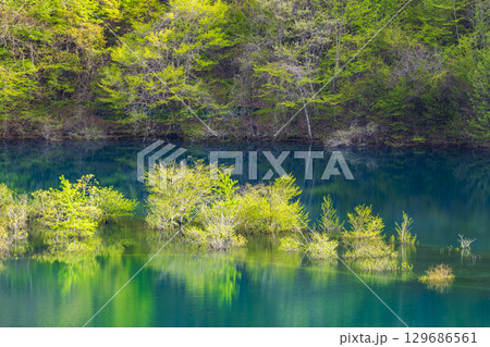 鮮やかな新緑の奥四万湖 鮮やかな新緑の奥四万湖 129686561