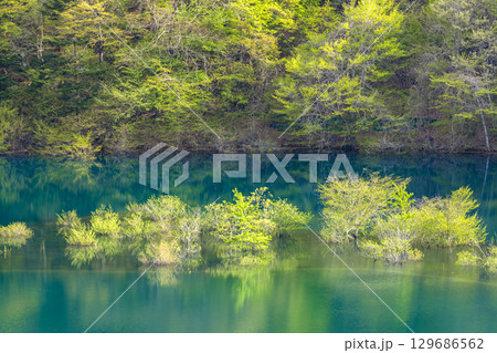 鮮やかな新緑の奥四万湖 129686562