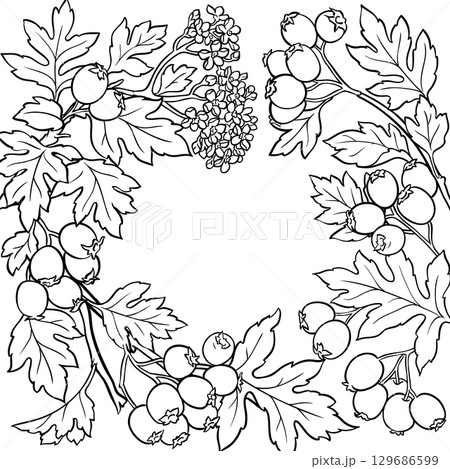 Hawthorn Branch with Berries Outline Frame. 129686599