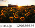 夕方のひまわり畑と電車 129686626