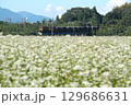 そば畑と貨物列車 129686631