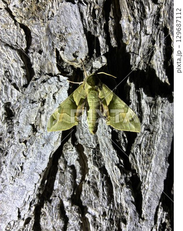 ウンモンスズメ ウンモンスズメ 129687112