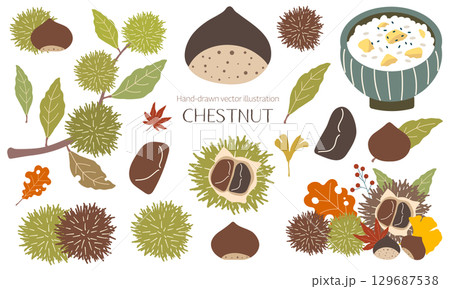 手描きのかわいい栗の素材セット 手描きのかわいい栗の素材セット 129687538