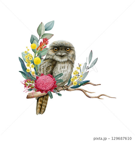 Tawny frogmouth with Australia native floral decor vintage style hand drawn illustration. Australian bird decorated with golden wattle, grevillea, waratah flowers isolated on white background Tawny frogmouth with Australia native floral decor vintage style hand drawn illustration. Australian bird decorated with golden wattle, grevillea, waratah flowers isolated on white background 129687610