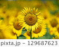 太陽の晴れた空に咲く向日葵は夏の花 129687623