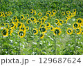 太陽の晴れた空に咲く向日葵は夏の花 129687624