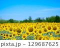 太陽の晴れた空に咲く向日葵は夏の花 129687625