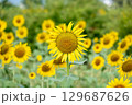 太陽の晴れた空に咲く向日葵は夏の花 129687626