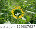 太陽の晴れた空に咲く向日葵は夏の花 129687627