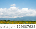 太陽の晴れた空に咲く向日葵は夏の花 129687628