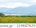 太陽の晴れた空に咲く向日葵は夏の花 129687629