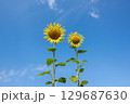 太陽の晴れた空に咲く向日葵は夏の花 129687630