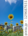 太陽の晴れた空に咲く向日葵は夏の花 129687631