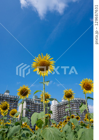 太陽の晴れた空に咲く向日葵は夏の花 129687631