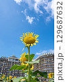 太陽の晴れた空に咲く向日葵は夏の花 129687632
