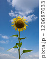 太陽の晴れた空に咲く向日葵は夏の花 129687633