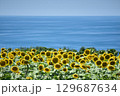 太陽の晴れた空に咲く向日葵は夏の花 129687634