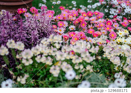 花壇に植えられたカラフルな花 花壇に植えられたカラフルな花 129688171