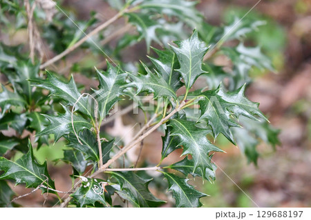 ヒイラギ　Holly olive 129688197