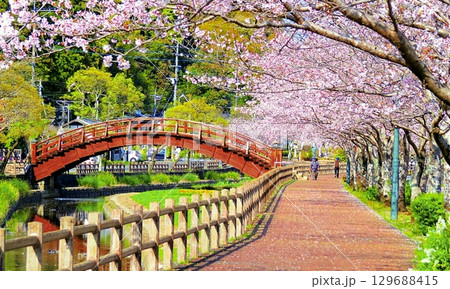 五所明神下の桜並木と太鼓橋 129688415
