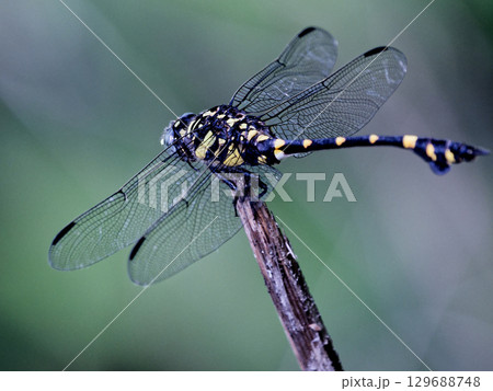 枯れ枝に止まるサナエトンボ科タイワンウチワヤンマ♂ 129688748