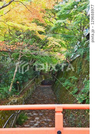 京都 大原 茅穂橋からの美しい紅葉 (京都府京都市左京区) 京都 大原 茅穂橋からの美しい紅葉 (京都府京都市左京区) 129688977