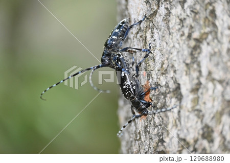 ゴマダラカミキリ 129688980
