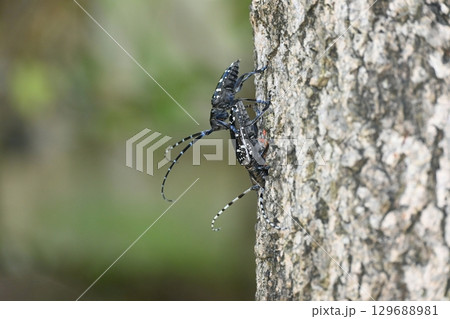 ゴマダラカミキリ ゴマダラカミキリ 129688981