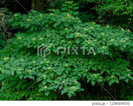 クサギの花 129689050