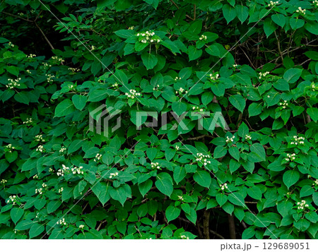 クサギの花 129689051