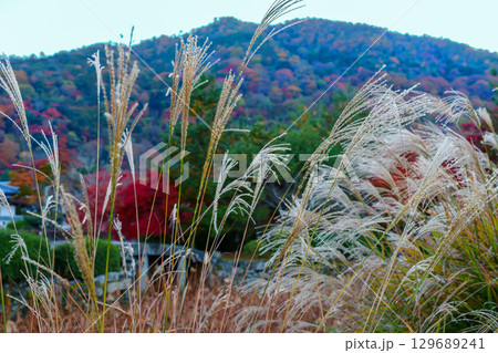 京都 天龍寺 放生池 京都 天龍寺 放生池 129689241