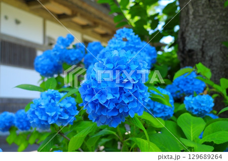 鮮やかな青いあじさいの花　《日常》 129689264