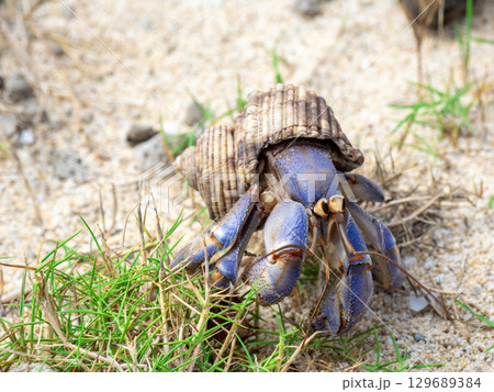 オカヤドカリ（鹿児島県 奄美大島） 129689384