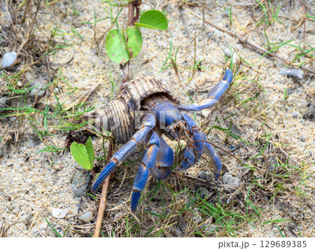 土盛海岸のオカヤドカリ（鹿児島県 奄美大島） 129689385