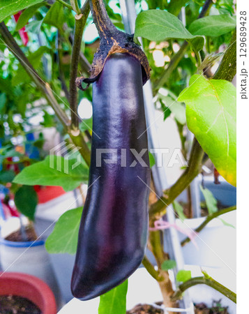 Ripe purple eggplants growing on a vegetable bed in your own garden. 129689428