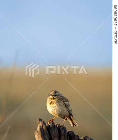 Paddyfield pipit or Oriental pipit or Anthus rufulus bird portrait perched in winter season morning safari at dhikala zone of jim corbett national park forest tiger reserve uttarakhand india asia Paddyfield pipit or Oriental pipit or Anthus rufulus bird portrait perched in winter season morning safari at dhikala zone of jim corbett national park forest tiger reserve uttarakhand india asia 129689698