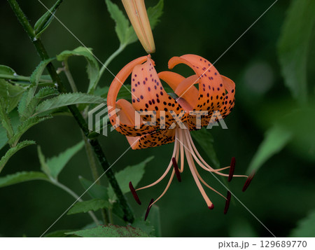 ユリ科オニユリの開花 129689770